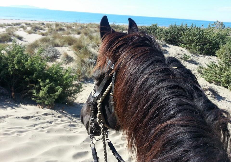 Il Cavallo maremmano, un’icona della Maremma Toscana